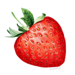 strawberry amry