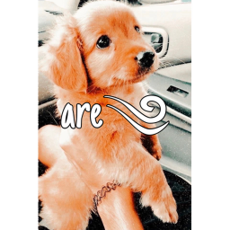 🧚 - are ♡~