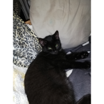 Grümel meine Katze