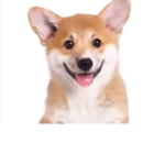 Dog dude
