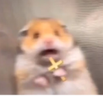 Never Do Animal Abuse