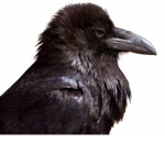 the crow cultist
