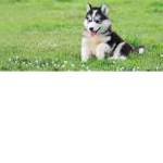 Puppy Pride