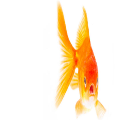 goldfish #9 Roblox decal