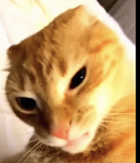 (The kitty fan club)