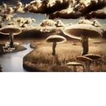 The mushroom valley