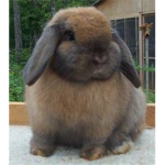 The Chubby Bunnies