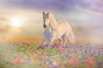 Horse way gymnastics