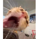 rinaco