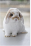 Darcy’s bunnies