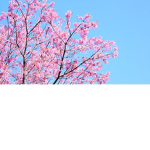 The Sakura Shrine