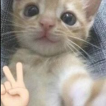 Cat Clothes Inc