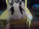 Bunnys and rabbits