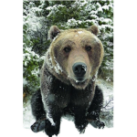 BEAR'S UNITED!!!