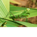-Mantis-