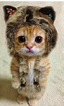 Love cat and kitten