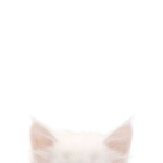 smallkitti