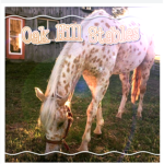 Oak Hill Stables