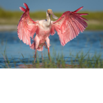 united republic of the spoonbill