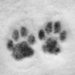 setpaws