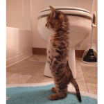 KOKOCAT