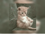Weird cat group!