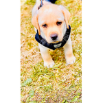 My cute puppy magnus