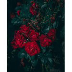 .Red_Rose.