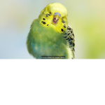 The Fluffy Parakeets