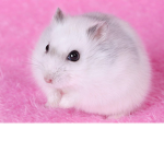 Hamster team offical