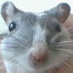 The gerbil fans