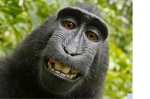 Monkey group >:)