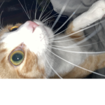 We Love Bingus.
