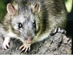My Precious Rats:)