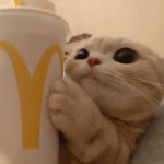 Cats group¶: