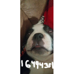 Gizmoooooooooooooo