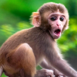 Monkey Club Official HQ