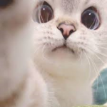vexity kitten collection