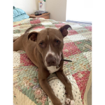 pit bull fans