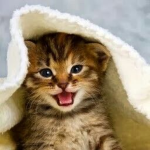 Mia's Kitten's