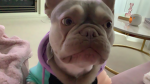 Pepper-