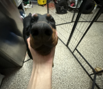 YGNBA