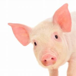 pig kina love