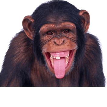 Monkey Simulator 2000