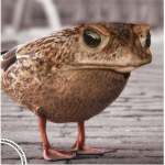 Angry frog