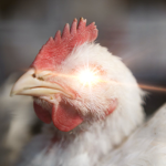 ((Chickens United))