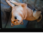 doge the shiba dog