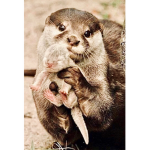 The otter fans