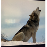 Wolf mountain moon