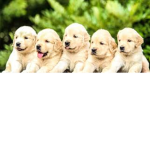 TEAMRETRIEVER
